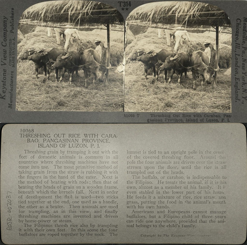 Threshing out Rice with Carabao, Pangasinan Province, Island of Luzon, P. I.